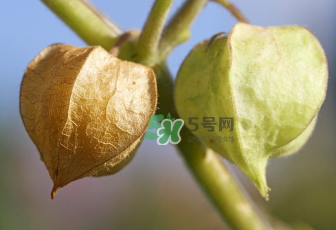 菇娘是寒性還是熱性？菇娘是哪里產(chǎn)的