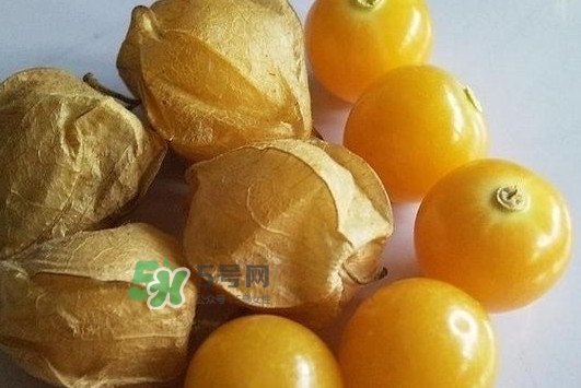 菇娘果皮有用還是果實有用？紅菇娘泡水喝用皮還是用果