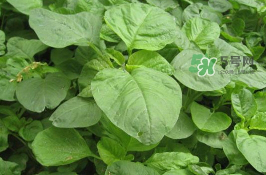 野莧菜怎么做好吃？野莧菜怎么保存