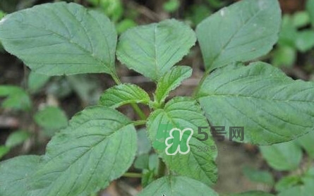野莧菜有刺嗎？野莧菜和刺莧菜一樣嗎