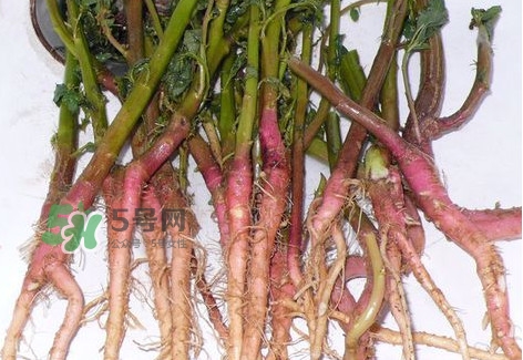 莧菜留根能長(zhǎng)么？莧菜根為什么腌制前要水泡一整天