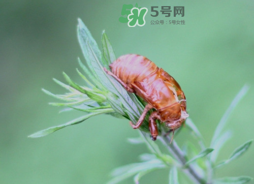 知了殼能治過(guò)敏性鼻炎嗎？知了殼可以治過(guò)敏性鼻炎嗎？