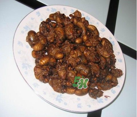 吃金蟬過(guò)敏怎么辦？吃金蟬為什么會(huì)過(guò)敏？