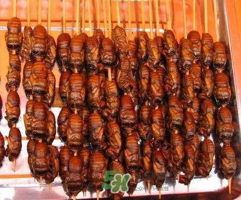 吃金蟬過(guò)敏怎么辦？吃金蟬為什么會(huì)過(guò)敏？