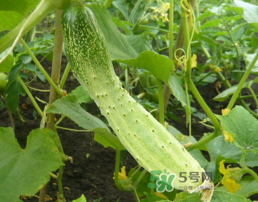 立秋可以種什么菜？立秋后可以種什么菜？