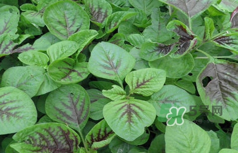 炒野莧菜要焯水嗎？野莧菜和山藥能在一起吃嗎