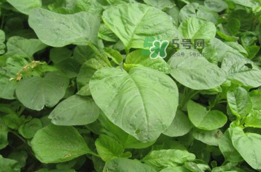 野莧菜什么人不能吃？野莧菜不能和什么一起吃