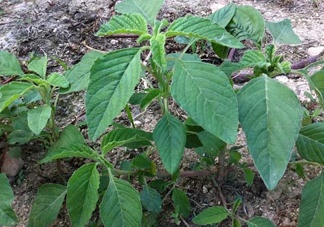 野莧菜孕婦能吃嗎？莧菜和野莧菜的區(qū)別