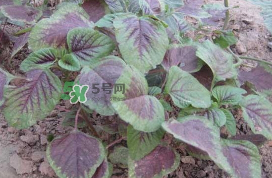 野莧菜有毒嗎？野莧菜怎么吃