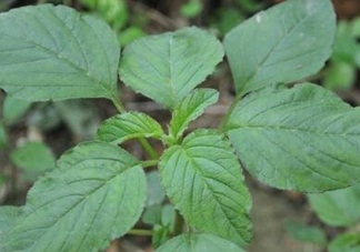 野莧菜有刺嗎？野莧菜和刺莧菜一樣嗎