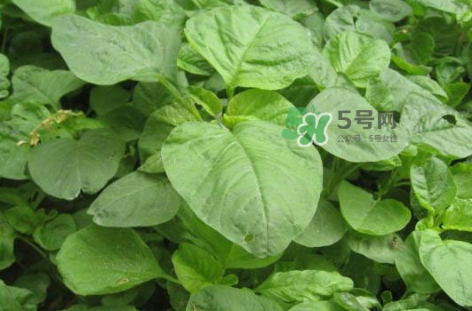 野莧菜孕婦能吃嗎？莧菜和野莧菜的區(qū)別