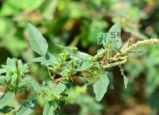 野莧菜有刺嗎？野莧菜和刺莧菜一樣嗎