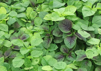 野莧菜有毒嗎？野莧菜怎么吃