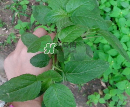 野莧菜有刺嗎？野莧菜和刺莧菜一樣嗎