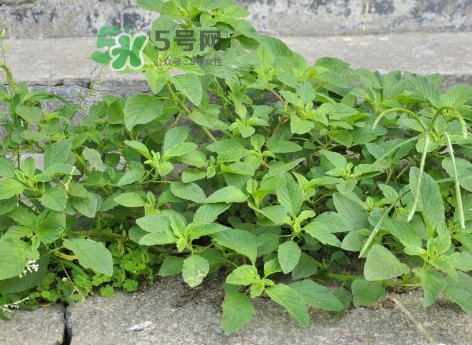 野莧菜怎么做好吃？野莧菜怎么保存