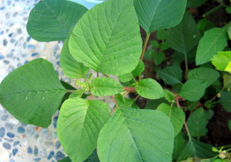 野莧菜什么人不能吃？野莧菜不能和什么一起吃