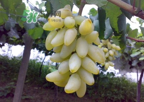 金手指葡萄是不是轉(zhuǎn)基因品種？美人指與金手指葡萄的區(qū)別