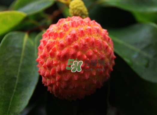 九月份還有荔枝嗎？荔枝幾月份沒(méi)有？