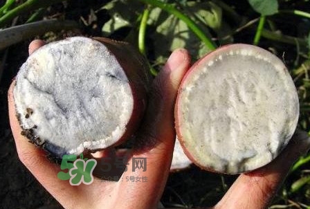 雜交水稻是不是轉(zhuǎn)基因？轉(zhuǎn)基因食品有哪些？