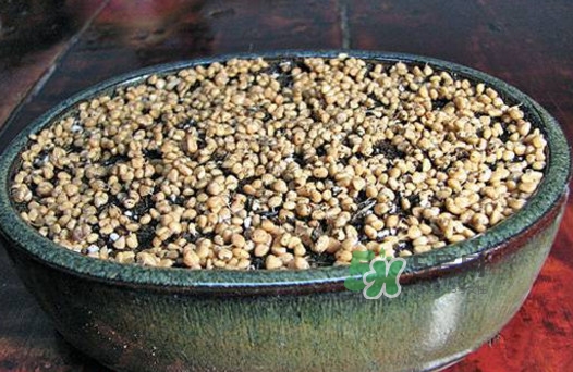 芭樂籽吃了會便秘嗎？芭樂的籽能種嗎