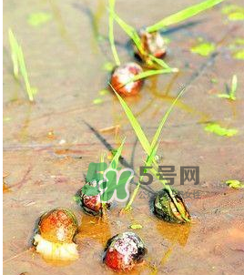 怎么殺死福壽螺寄生蟲？福壽螺寄生蟲怎么去除？