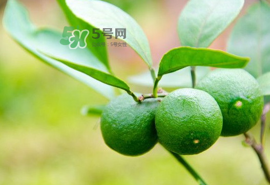 八月份可以吃橘子嗎？八月份的橘子能吃嗎？