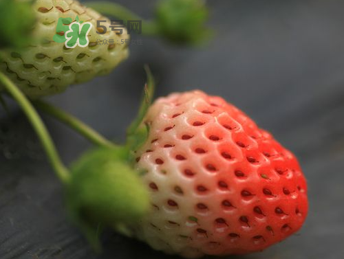 八月份還有草莓嗎？8月份還有草莓嗎？
