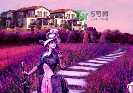 八月份還有薰衣草嗎？8月份還有薰衣草嗎？
