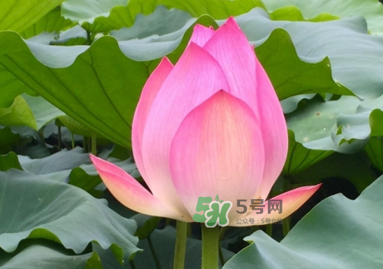 八月份還有荷花嗎？8月份還有荷花嗎？