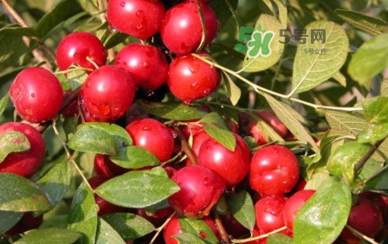 鈣果怎么吃？鈣果食用方法