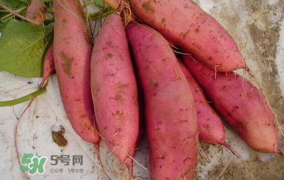 紅薯什么時候成熟？紅薯什么時候吃最好