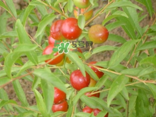 鈣果什么味道？鈣果好吃嗎？