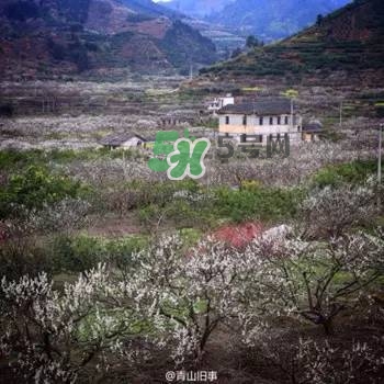 奈李是什么水果？奈李為什么會(huì)空心