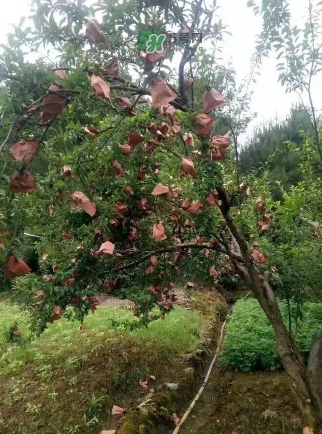 奈李是什么水果？奈李為什么會(huì)空心