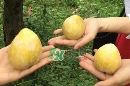 奈李是什么水果？奈李為什么會(huì)空心