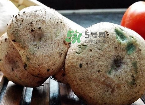 松乳菇真的好吃嗎？松乳菇哪里能吃到