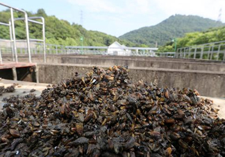 海瓜子多少錢一斤？西湖撈起的海瓜子能吃嗎