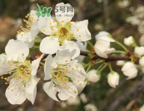 奈李可以放冰箱嗎？奈李怎么保存