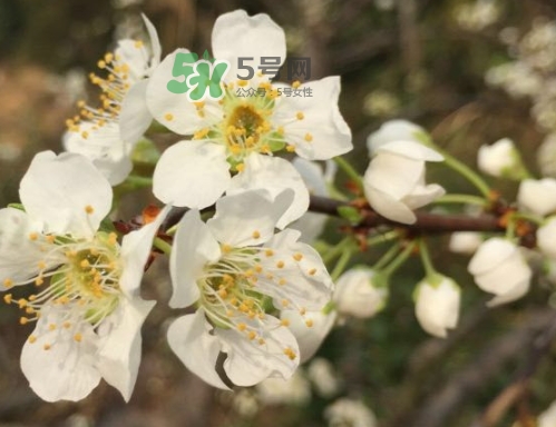 月經(jīng)期間可以吃奈李嗎？來月經(jīng)可以吃奈李嗎
