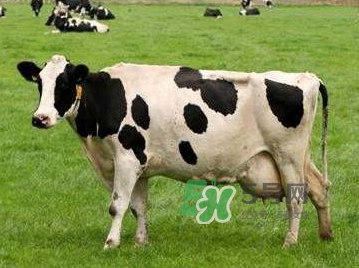 牛初乳咀嚼片為什么會拉肚子？牛初乳咀嚼片吃了拉肚子正常嗎？