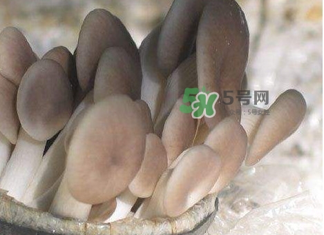 秀珍菇一畝地能種植多少包？秀珍菇如何出菇管理