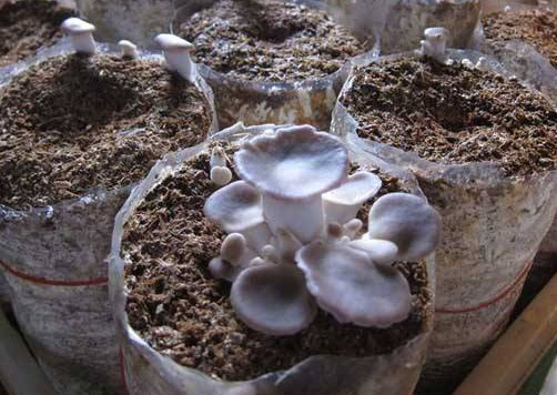 秀珍菇什么品種好？一萬袋秀珍菇要多少成本