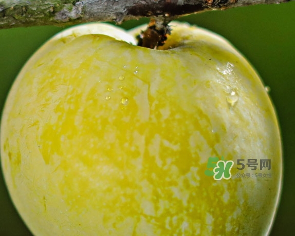 黃金奈李什么時(shí)候成熟？黃金奈李孕婦可以吃嗎