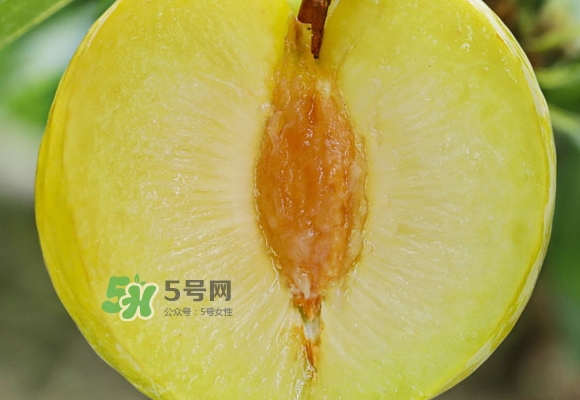 黃金奈李什么時(shí)候成熟？黃金奈李孕婦可以吃嗎
