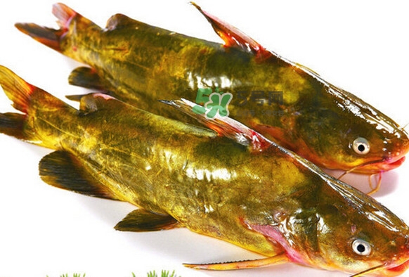 黃刺魚死了能吃嗎？黃刺魚不能與什么同食