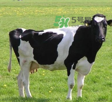 牛初乳哪種比較好？牛初乳哪個(gè)品牌的好？