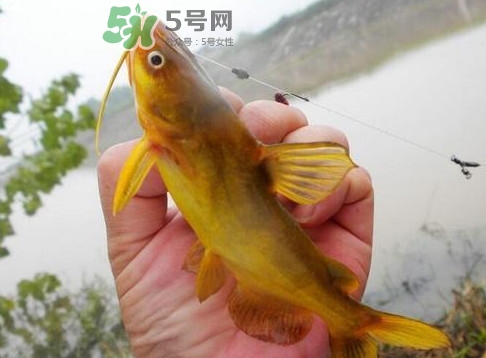 黃刺魚(yú)多少錢(qián)一斤？野生黃刺魚(yú)多少錢(qián)一斤