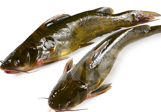 黃刺魚什么天氣好釣？黃刺魚釣魚最佳時間