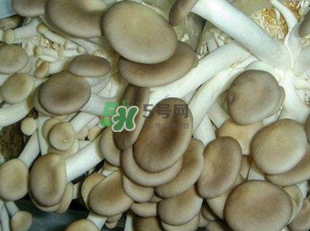 哪些人不能吃秀珍菇？秀珍菇不能和什么同吃？
