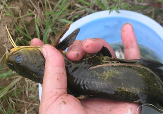 黃刺魚死了能吃嗎？黃刺魚不能與什么同食
